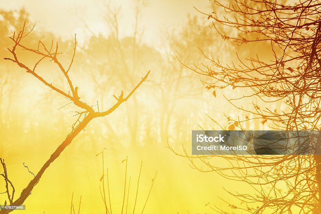 Nebbia nella foresta al tramonto - Foto stock royalty-free di Alba - Crepuscolo