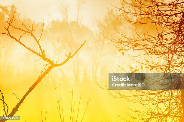 Nebbia Nella Foresta Al Tramonto - Fotografie stock e altre immagini di Alba - Crepuscolo - Alba - Crepuscolo, Albero, Ambientazione esterna