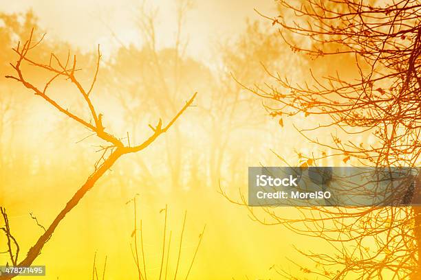 Nevoeiro Na Floresta Ao Nascer Do Sol - Fotografias de stock e mais imagens de Abstrato - Abstrato, Amanhecer, Amarelo