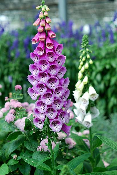 istock Pink foxglove flowers in the garden 478271671