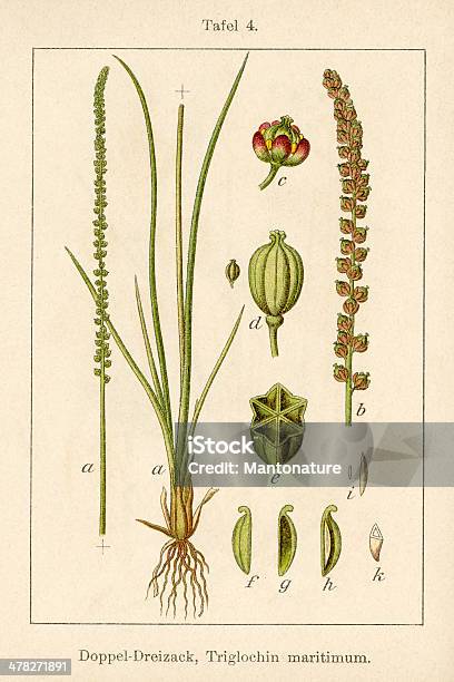 Antique Flower Illustration Sea Arrow Grass Stock Illustration - Download Image Now