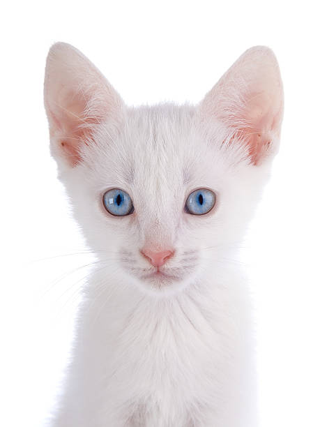 istock Portrait of a white kitten with blue eyes. 478272308