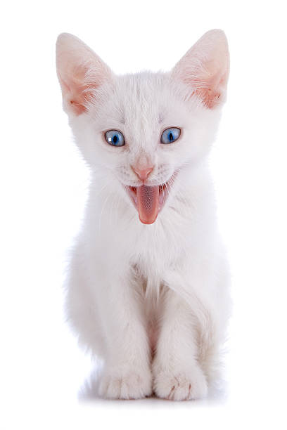 istock Strongly surprised white kitten with blue eyes. 478272312