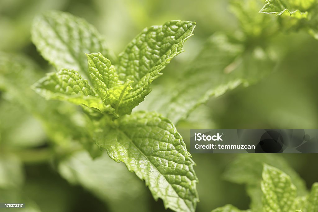 Menthe fraîche - Photo de Menthe verte libre de droits