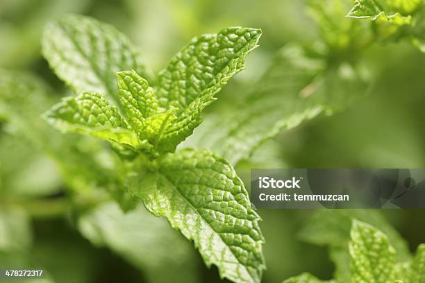 Hortelã - Fotografias de stock e mais imagens de Fitoterapia - Fitoterapia, Hortelã-verde, Alimentação Saudável