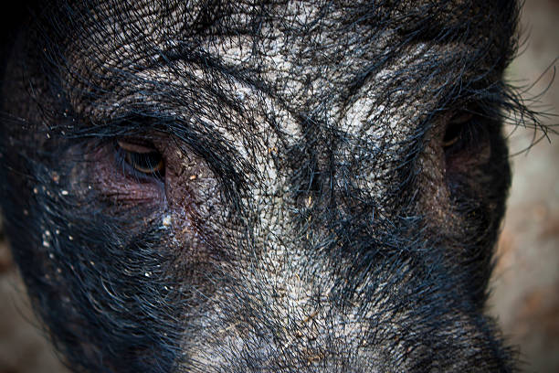 wildschwein - schweinekopf - fotografias e filmes do acervo