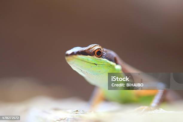 Closeup Lizard Stock Photo - Download Image Now - 2015, Animal, Animal Wildlife