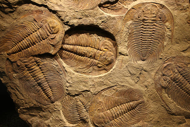 trilobita fósseis impresso no sedimento. - fossil imagens e fotografias de stock