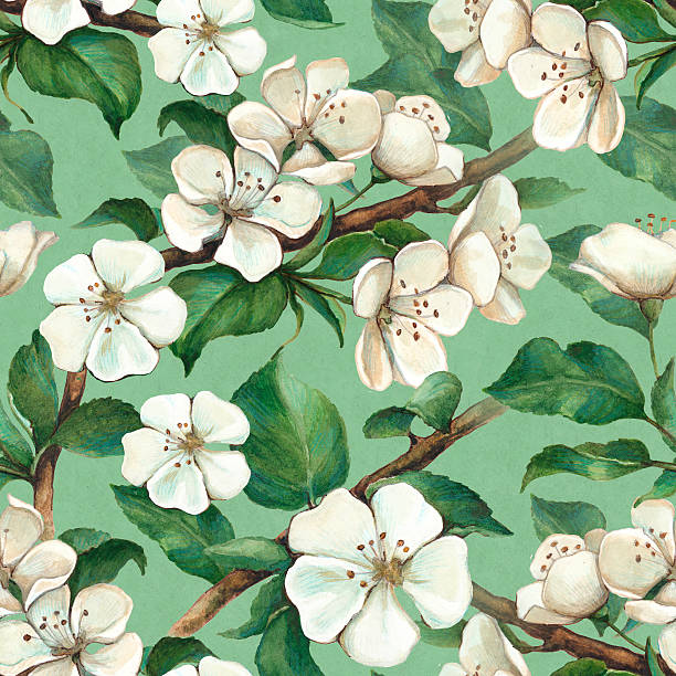apple цветы с акварельным рисунком - apple flowers stock illustrations