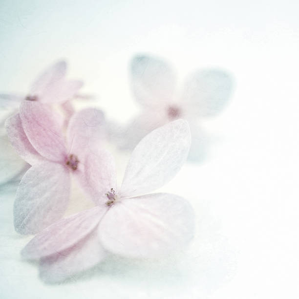 istock vintage color hydrangeas on mulberry paper texture 478274644