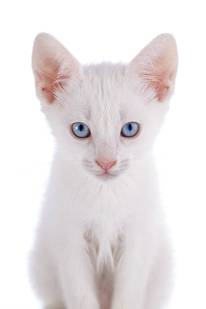 istock Portrait of a white kitten with blue eyes. 478274842