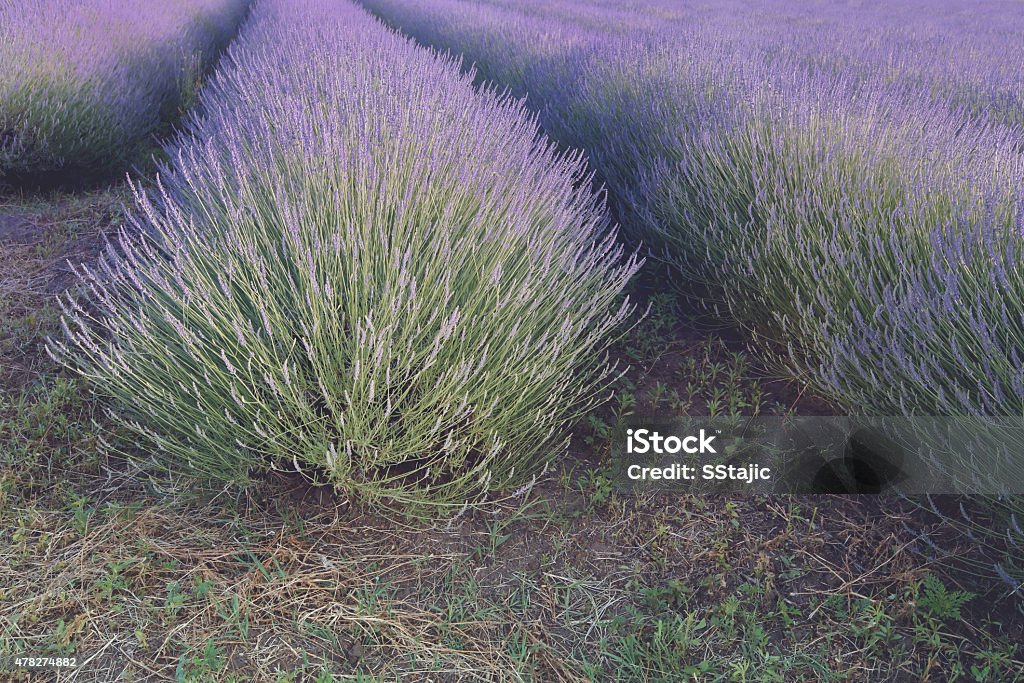 Lavender field Rows of lavender at sunset. Done with vintage retro filter 2015 Stock Photo