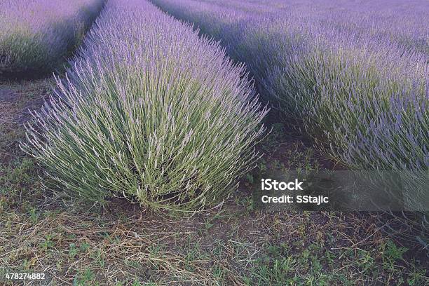 Lavender Field Stock Photo - Download Image Now - 2015, Agricultural Field, Agriculture