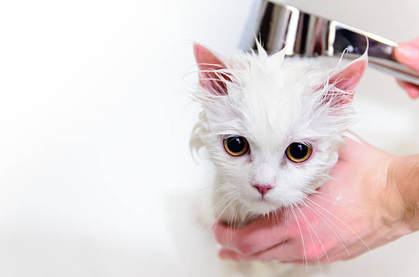 The shower cat stock photo