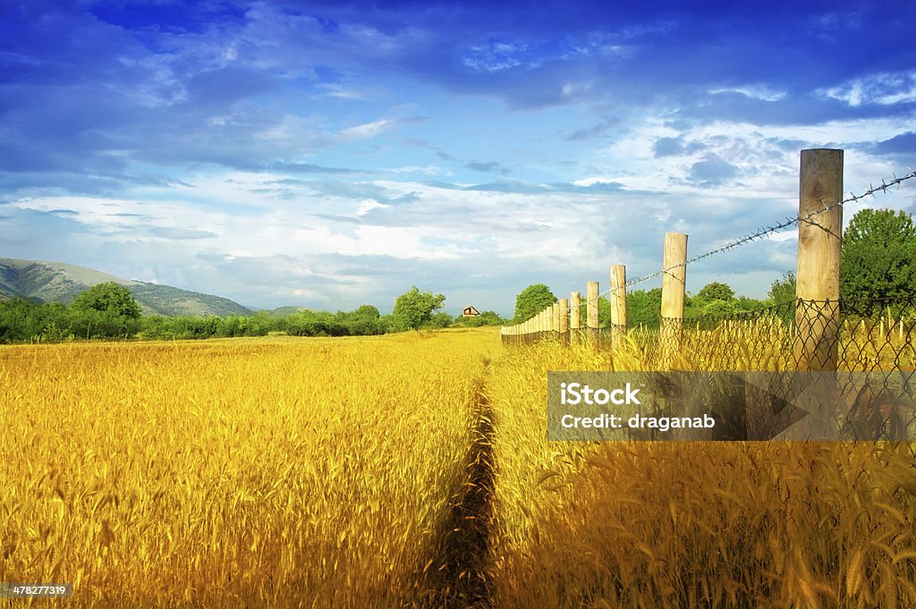 Golden Meadow - Lizenzfrei Blau Stock-Foto