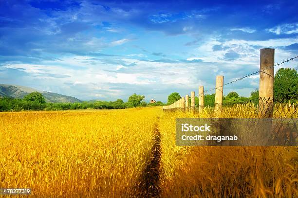 Golden Meadow Stockfoto und mehr Bilder von Blau - Blau, Einspurige Straße, Fotografie