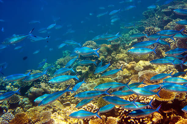 istock Indian ocean. Underwater world. 478277386