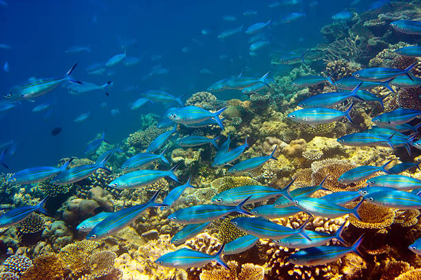 Indian ocean. Underwater world. stock photo