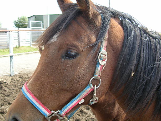 istock Horse close-up 478277508