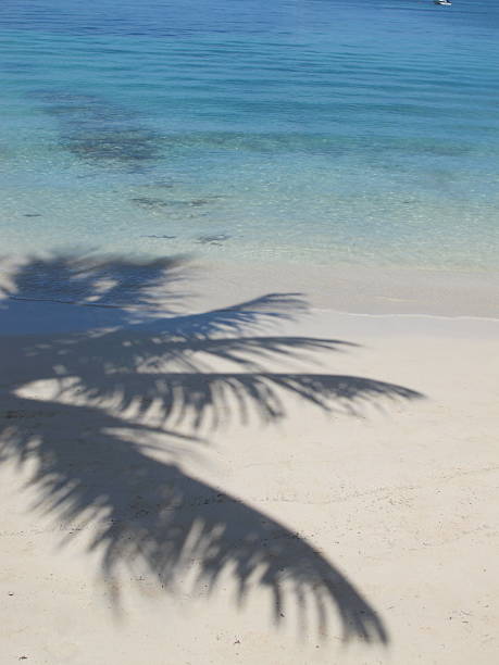 Palm Tree Shadow on White Sand Beach with Teal Water stock photo