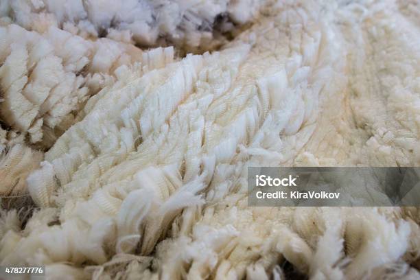 Background Of Merino Wool Stock Photo - Download Image Now - 2015, Abstract, Agriculture