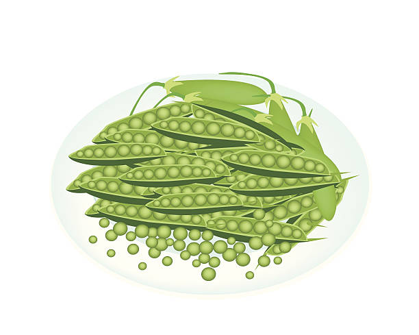 맛있었어요 달콤함 녹색 완두콩, 화이트 플라테 - healthy eating green pea snow pea freshness stock illustrations