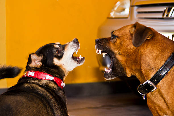 Two Dogs Barking at each other stock photo