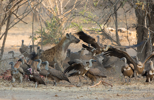 Spotted Hyena (Crocuta crocuta) amongst White-backed Vultures (Gyps africanus) chasing them off a kill