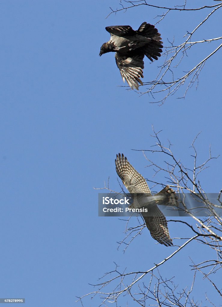 Konflikt między hawk and crow - Zbiór zdjęć royalty-free (Agresja)