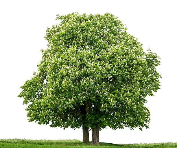 Horse Chestnut tree (Aesculus hippocastanum) in bloom, isolated on white.