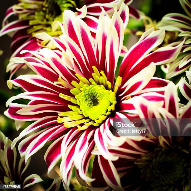 Photo libre de droit de Motif Floral banque d'images et plus d'images libres de droit de Automne - Automne, Beauté de la nature, Bouquet formel