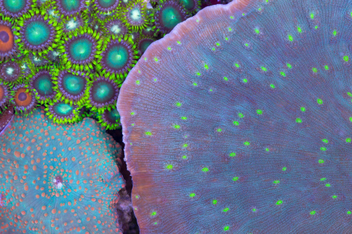 This is a mixed reef of corals showing the bright colors