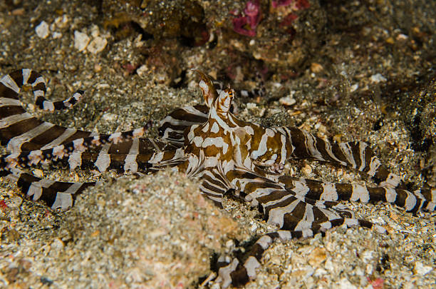 istock scuba diving lembeh indonesia wanderpus octopus 478279812