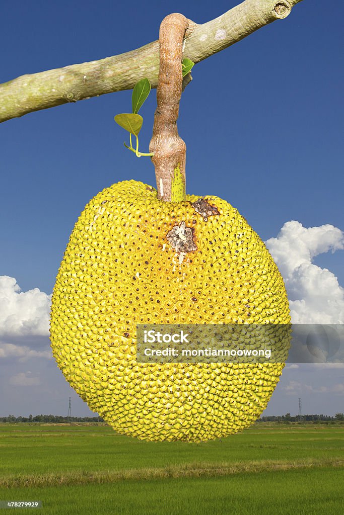 Jack Obst der gelben Zone - Lizenzfrei Agrarbetrieb Stock-Foto