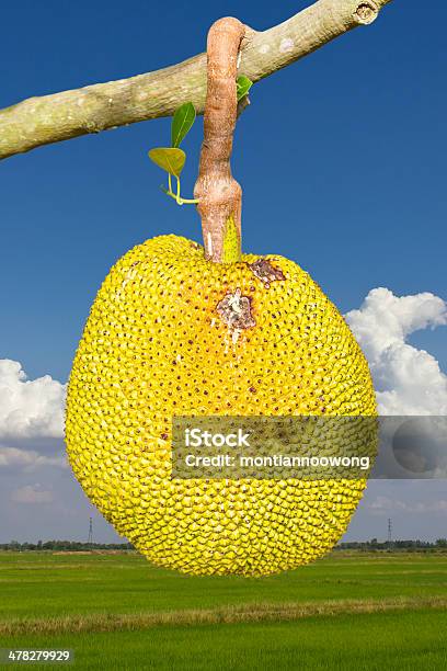 Jack Obst Der Gelben Zone Stockfoto und mehr Bilder von Agrarbetrieb - Agrarbetrieb, Asien, Ast - Pflanzenbestandteil