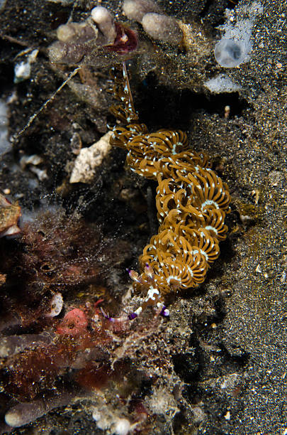 istock scuba diving lembeh indonesia pteraeolidia ianthina 478280348