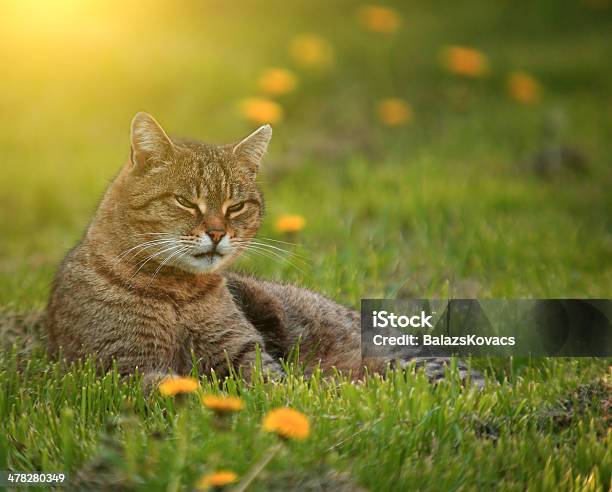 Gatto Sul Campo Tarassaco - Fotografie stock e altre immagini di Ambientazione tranquilla - Ambientazione tranquilla, Ambiente, Animale