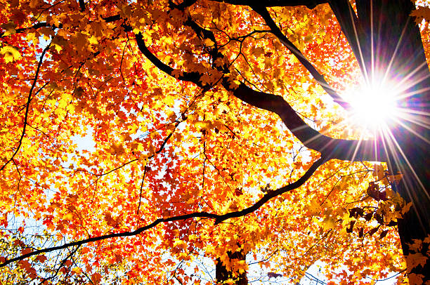 istock Sunburst through a tree with brilliant orange leaves. 478280724