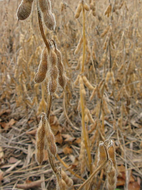 Soybean Field Farmed in Illinois stock photo