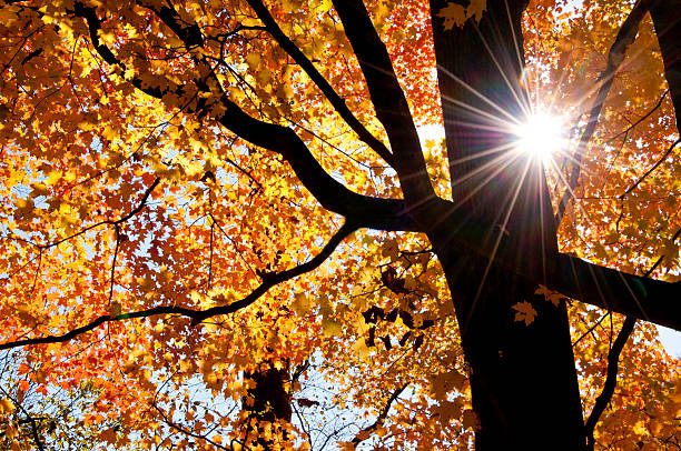 istock Sunburst around a dark tree trunk with orange leaves. 478281256