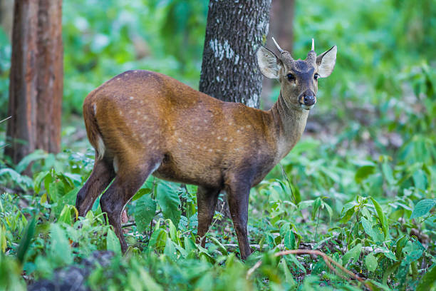 istock Close up of young Hog deer 478281394
