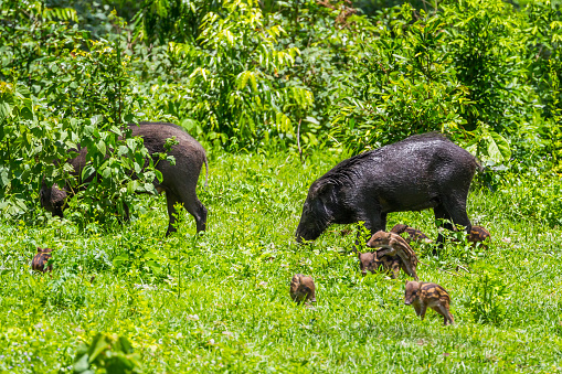 Family of Wild boar(Sus scrofa) with her lovely cubs mate playing in foreground in nature at Hui Kha Khaeng wildlife sanctuary ,Thailand