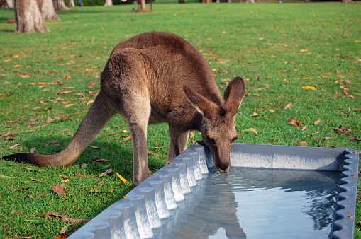 Kangaroo Drinking Water Stock Photo - Download Image Now - 2015, Animal,  Animals In Captivity - iStock