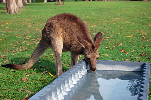 Kangaroo Drinking Water Stock Photo - Download Image Now - 2015, Animal, Animals In Captivity - iStock Kangaroo Drinking Water Stock Photo - Download Image Now - 2015, Animal, Animals In Captivity - iStock