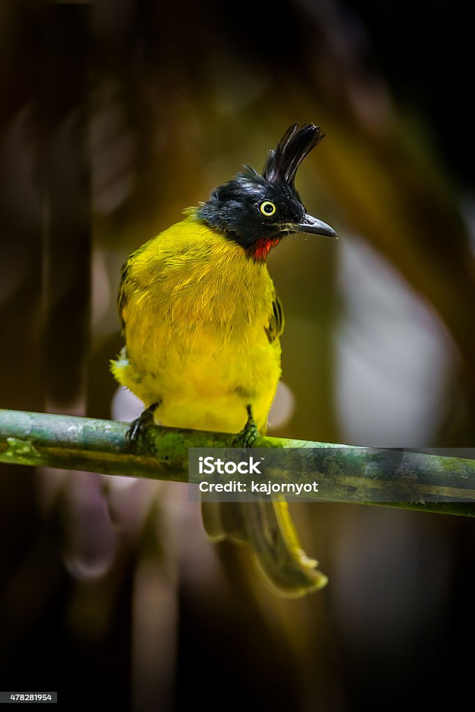 Close up portrait of Black-crested Bulbul Close up portrait of Black-crested Bulbul (Pycnonotus flaviventris)  in nature at Khao Yai National Park,Thailand 2015 Stock Photo