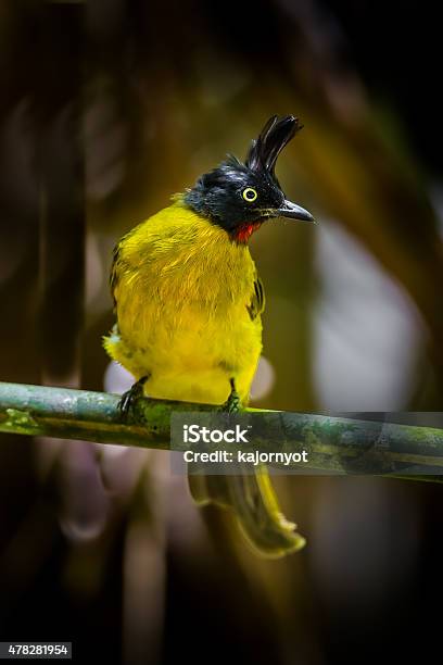 Close Up Portrait Of Blackcrested Bulbul Stock Photo - Download Image Now - 2015, Animal, Animal Bone