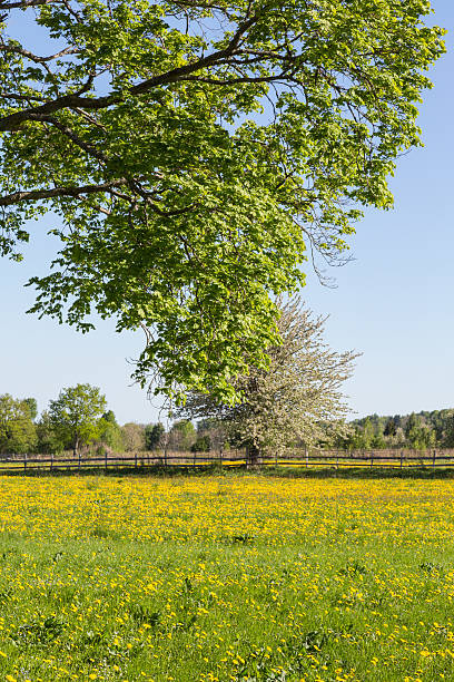 istock View of a meadow 478284271