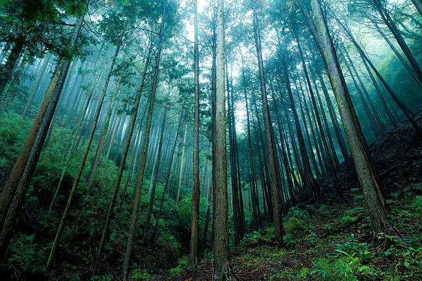 Cedar forest Here is the Kanagawa Prefecture of Japan. Tanzawa It is a forest. cryptomeria japonica stock pictures, royalty-free photos & images