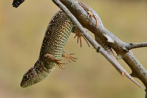 Sand Lizard stock photo