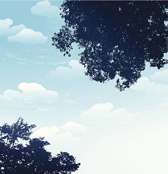 branch silhouette with blue sky background vector art illustration